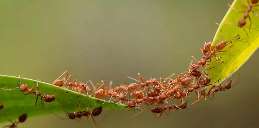 ant-control in Katy, TX
