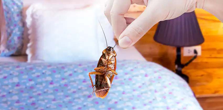 bed-bug-exterminator in Katy, TX