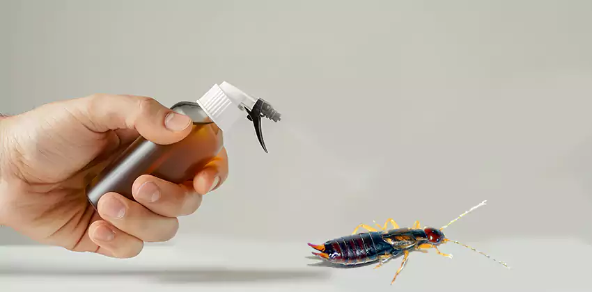 earwig-control in Katy, TX