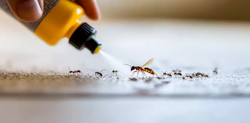 residential-pest in Katy, TX