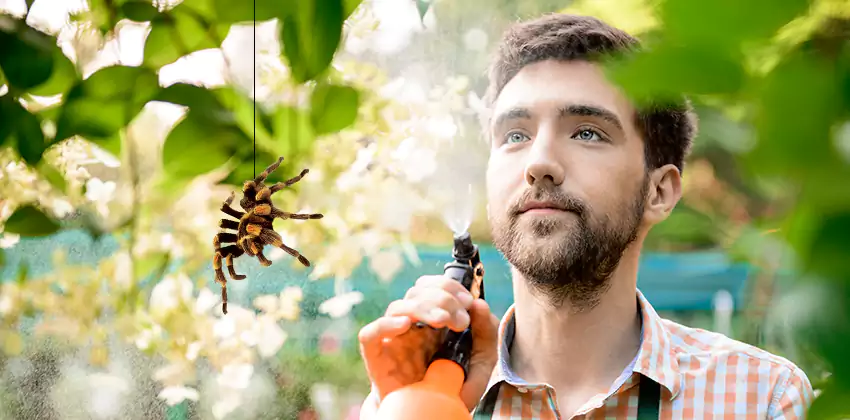 spider-exterminator in Katy, TX