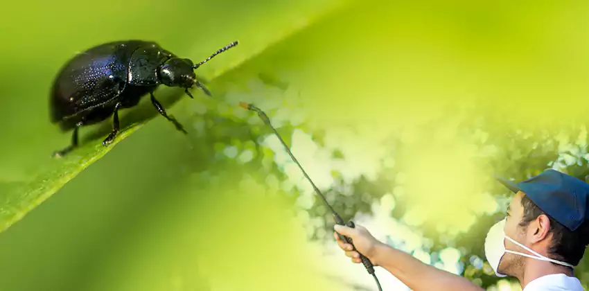 tick-control in Katy, TX