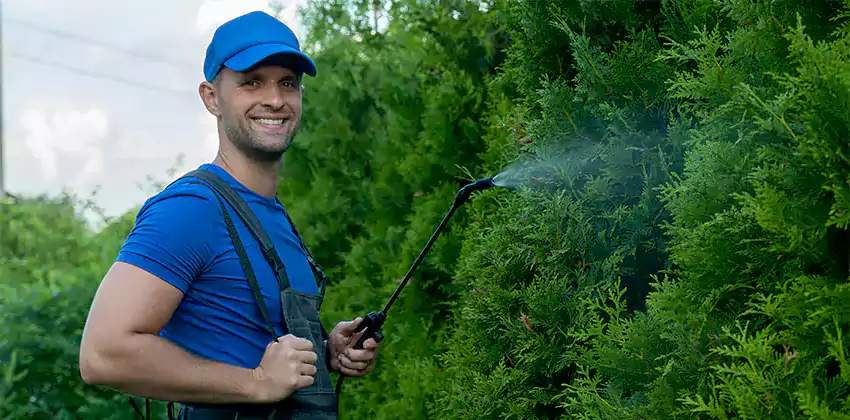 wasp-pest-control in Katy, TX