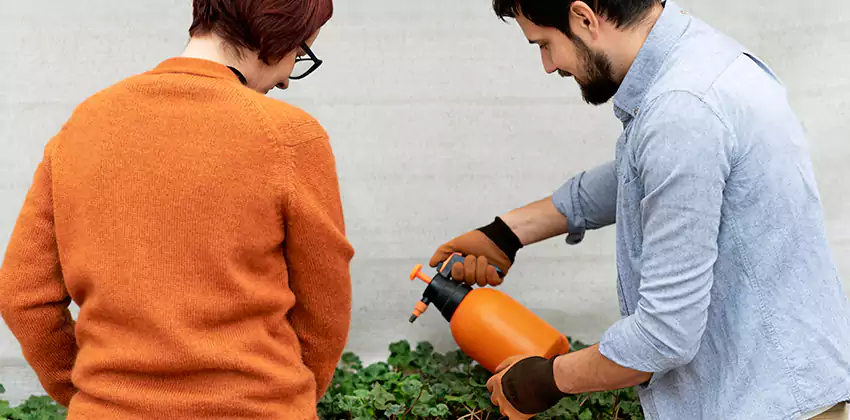 whitefly-treatment in Katy, TX